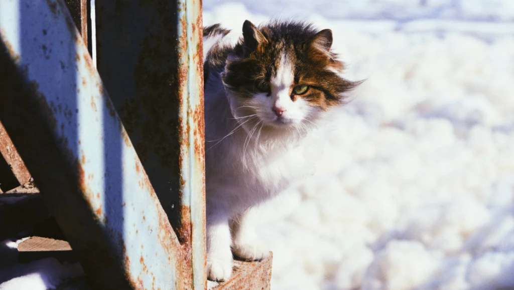 Кошка скребет пол в квартире