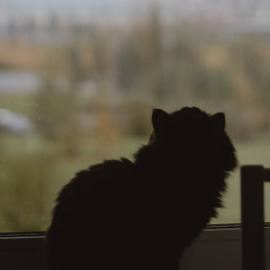 Кот на окне. Осень.