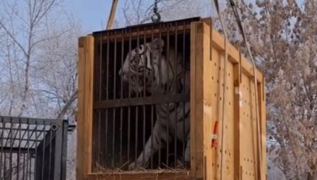 Новый тигр в Барнаульском зоопарке.