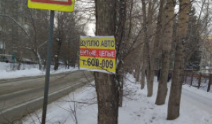 К деревьям вдоль дорог Барнаула варварски прибивают объявления о покупке автомобилей.