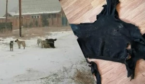 Собаки напали на девушку и разорвали всю одежду. Улан-Удэ.