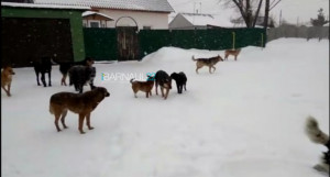 Бродячие собаки в Барнауле. 