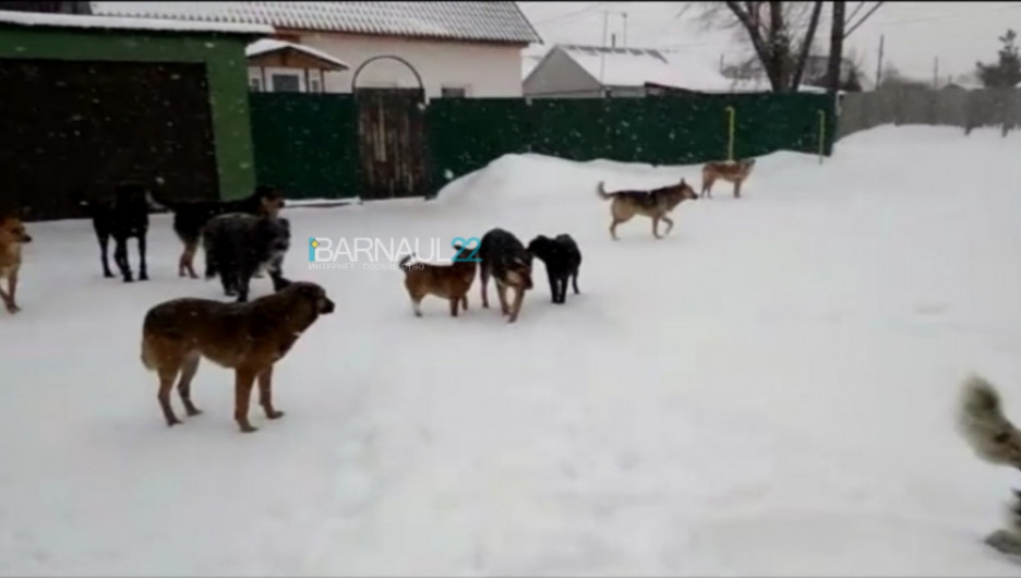 Негуманно и контрпродуктивно. Жители Алтайского края выступили против усыпления бездомных собак