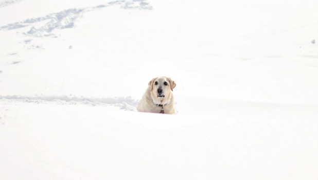 Мороз, снег. Собака.