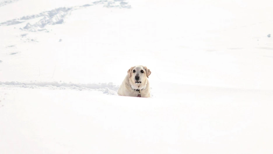 Мороз, снег. Собака.
