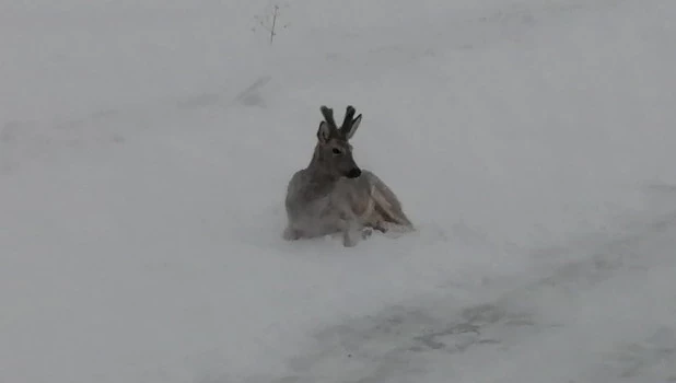 Раненая косуля.