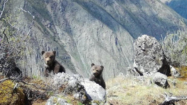 Медвежата.