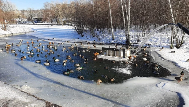 Пруд с уточками в парке Горького.