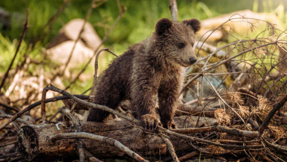 Найденных в Новосибирске осиротевших медвежат отправили на реабилитацию 