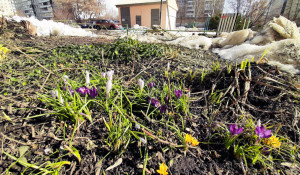 Первые весенние цветы в Барнауле. 