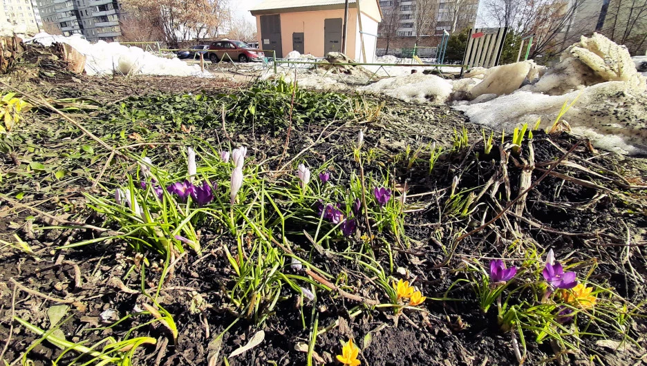 Первые весенние цветы в Барнауле. 