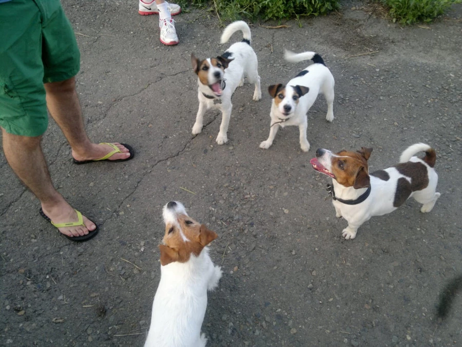 Собаки, гуляющие с хозяевами в Мизюлинской роще.