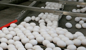 Яйца на птицефабрике.
