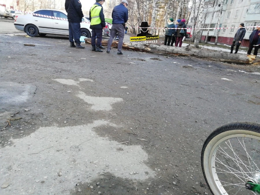 В Барнауле на человека рухнуло дерево. 