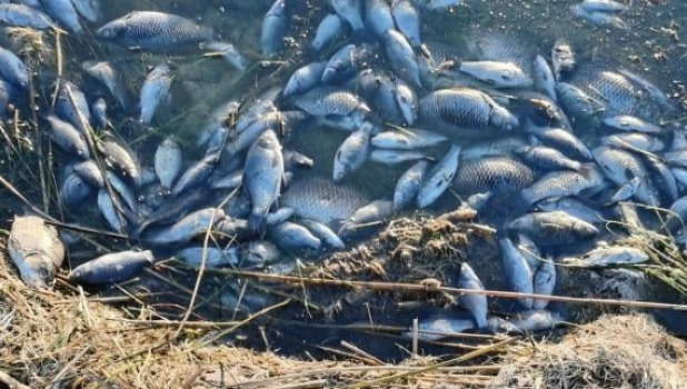 Замор рыбы на озере Ракиты.