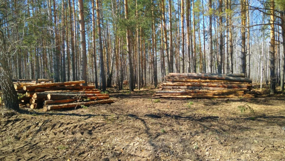 Караканский бор. Вырубка леса.