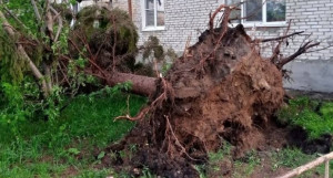 Ветер вырвал деревья в Тальменке.