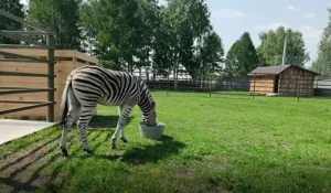 Зебра в Барнаульском зоопарке.