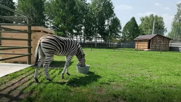 Зебра в Барнаульском зоопарке.