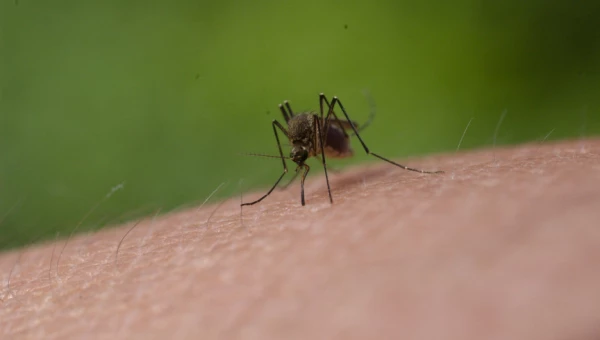 Комар. Укус