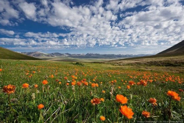 Купальница алтайская