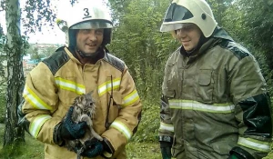 Пожарные Горного Алтая спасли котика и жеребенка.