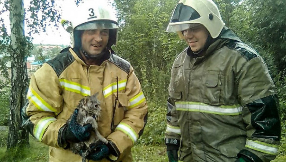 В Горном Алтае пожарные спасли котика-«сидельца» и маленького жеребенка