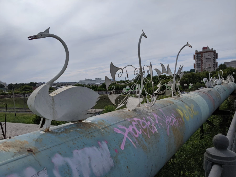 Лебеди на коммунальном мосту у Нового рынка в Барнауле.