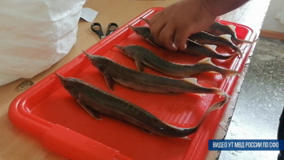 Браконьер в Барнауле наловил краснокнижной рыбы на 110 тыс. рублей