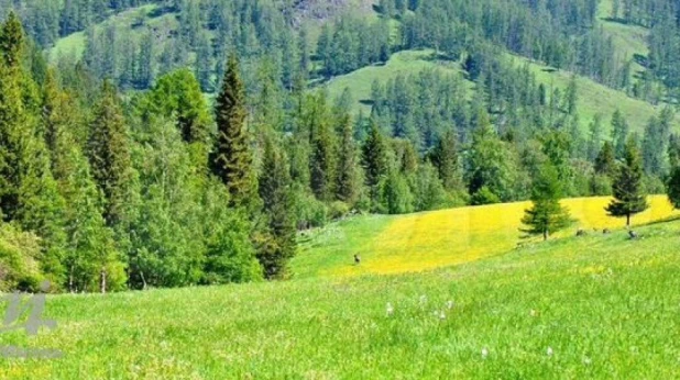 Маральник в Онгудайском районе.