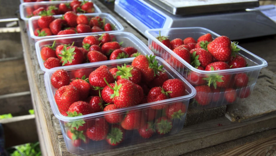 Плантации клубники в Первомайском районе. 