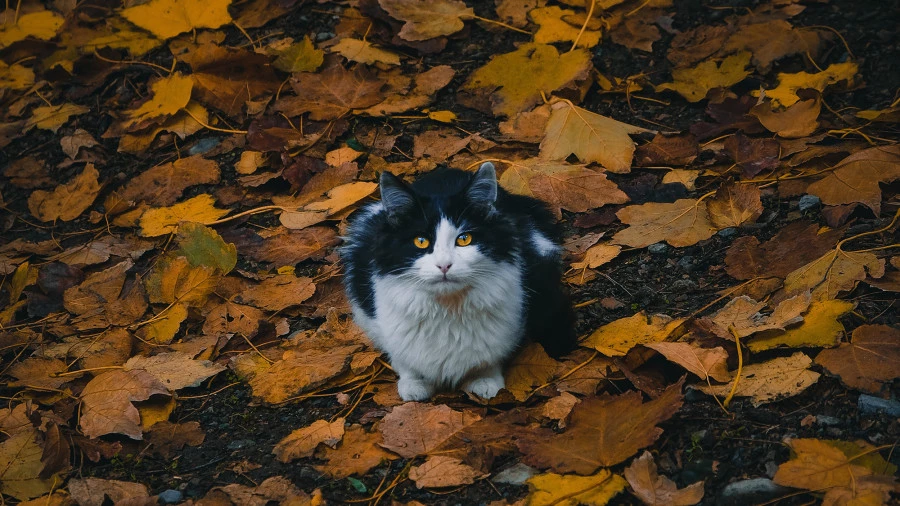 Осень. Погода. Кошка.