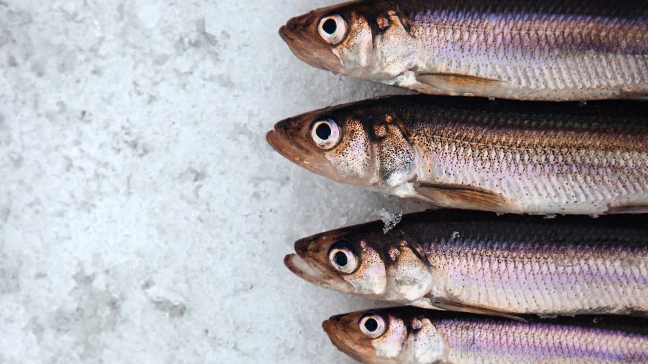 Сельдь. Рыба.