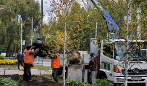 В Барнауле приступили к высадке новых деревьев.