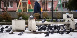 Снег и гололед в Барнауле.