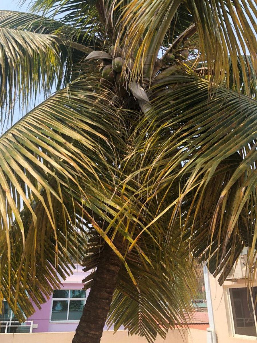 Кокосовая пальма. 
