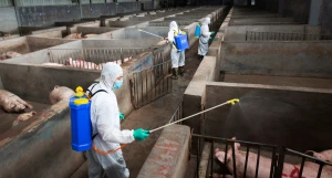 Меры против распространения африканской чумы свиней в Брянской области.