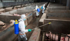 Меры против распространения африканской чумы свиней в Брянской области.