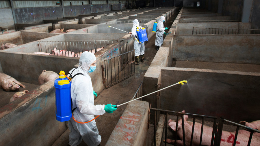 Меры против распространения африканской чумы свиней в Брянской области.