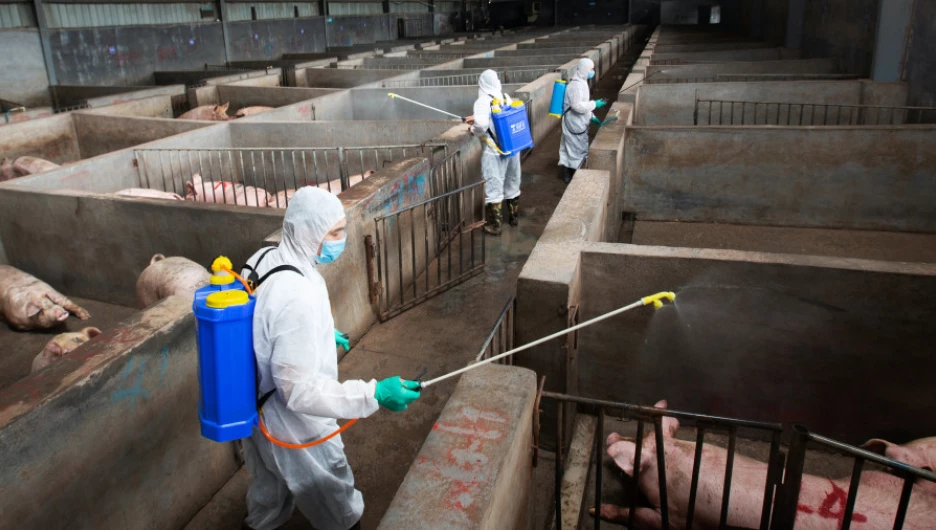 Меры против распространения африканской чумы свиней в Брянской области.