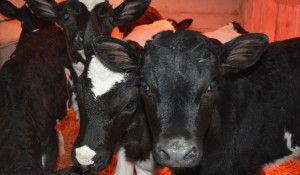 Коровы на животноводческой ферме колонии-поселения.