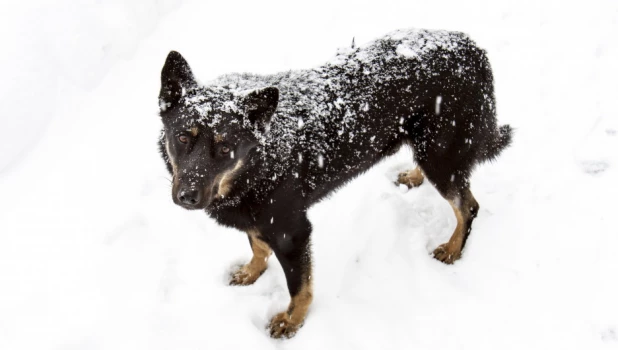 Мощный снегопад.