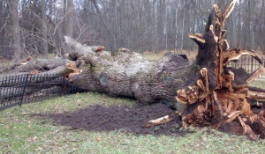 Ураган погубил Тургеневский дуб.