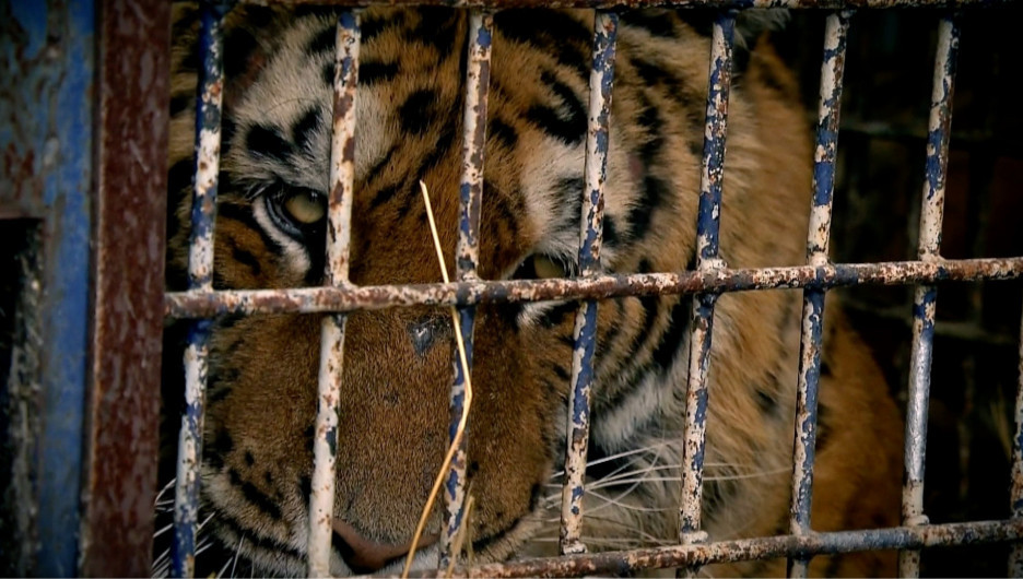 Барнаульцам бесплатно покажут документальные фильмы о защите природы