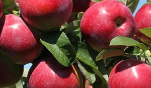 Когда и как сажать яблоню?