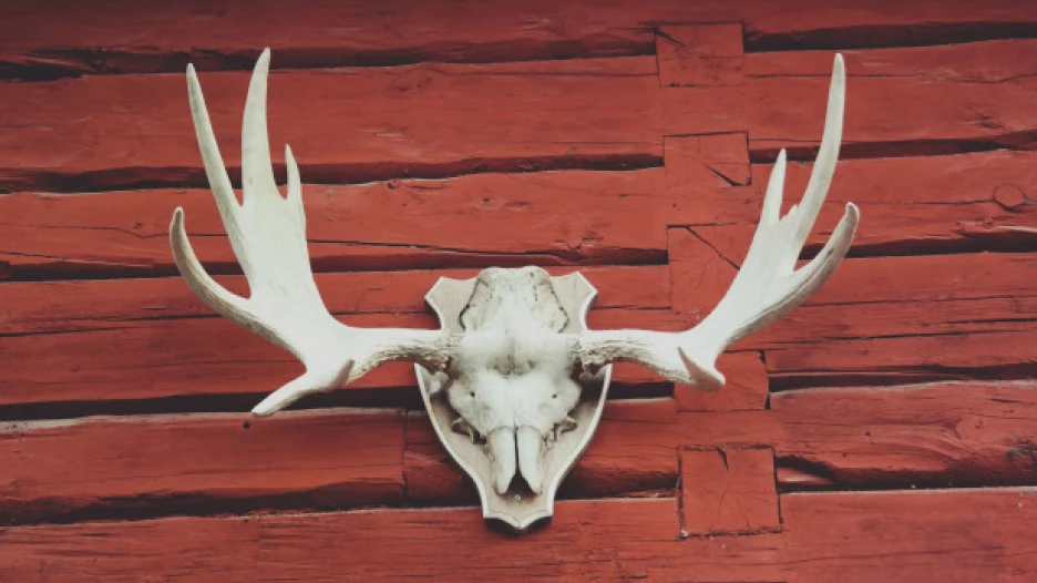 Рога лося. Трофей. Охота.