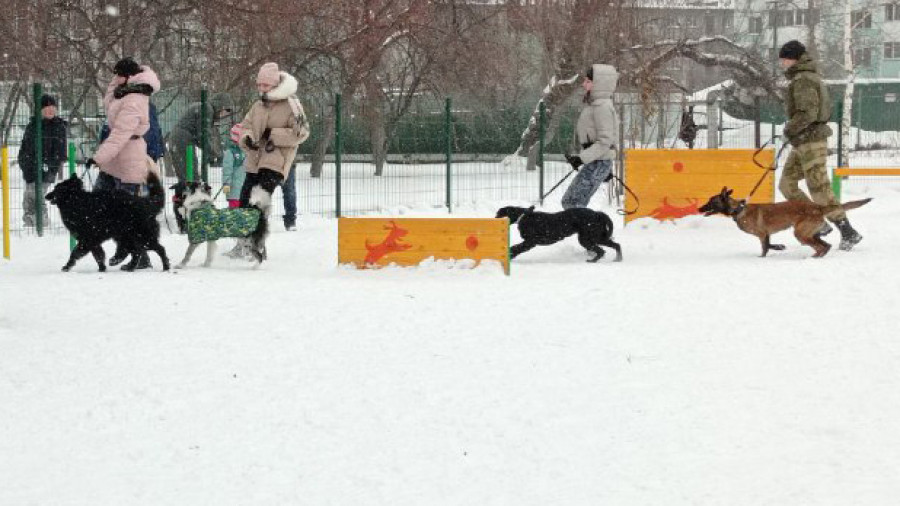 В парке &quot;Изумрудный&quot; Барнаула открылась первая в городе спроектированная площадка для выгула собак.