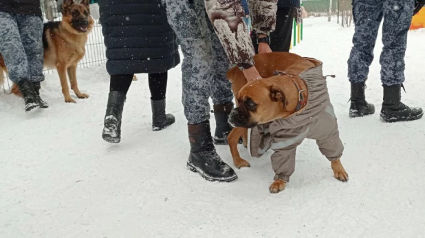 В парке "Изумрудный" Барнаула открылась первая в городе спроектированная площадка для выгула собак.