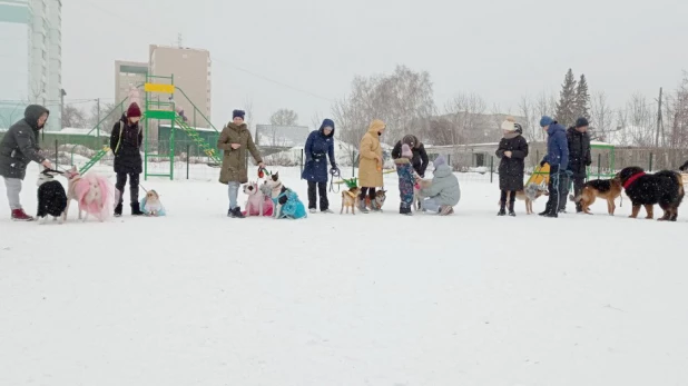 В парке "Изумрудный" Барнаула открылась первая в городе спроектированная площадка для выгула собак.