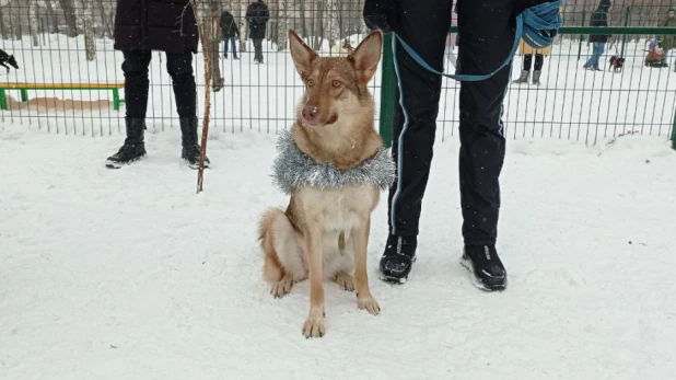 В парке "Изумрудный" Барнаула открылась первая в городе спроектированная площадка для выгула собак.